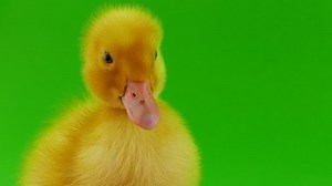 clip-26880085-small-duck-on-green-screen