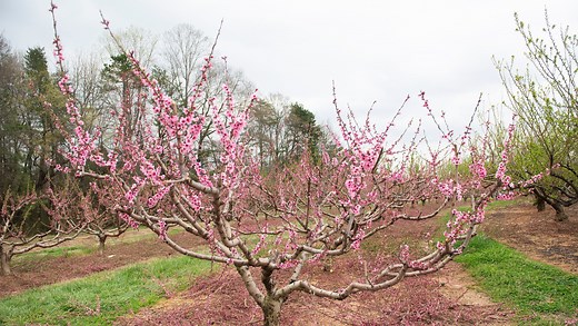 You may not know the top 3, much less the rest. Here are the top peach states in the U.S.