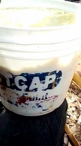 HOW TO IDENTIFY ORIGINAL SHEA BUTTER We are all aware that shea butter is good for our body. What we need to ensure is using quality and healthy shea butter. There are so many diluted shea butter in the market. Some have been diluted with candle wax and so many other things.. How then do we identify the real undiluted sheabutter? A. Colour: Shea butter has two colours which is yellow and ivory yellow. Sometimes we call it butter colour. From where it gets the name White shea butter are made from