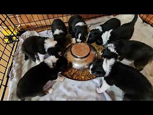 Black and white border collie puppies for sale - Ellie's litter