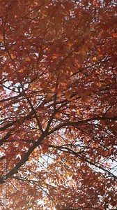 Vertical video of a fall foliage maple tree branches with bright red leaves in the wind. Vermont, New England, USA. Stock Video