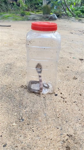 Snake 🐍 #youtubeshorts #srilanka #viralvideo