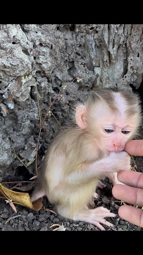 #CuteMonkey #MonkeyReels #FacebookReels #ViralReels #BabyMonkey | Adorable Tiny Monkey