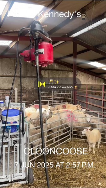 Between the showers 🫡#plantfitter #agriculture #sheepshearing #feltspec