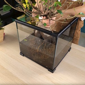 Check Out These Amazing Plant Recovery Ideas | Green Bean