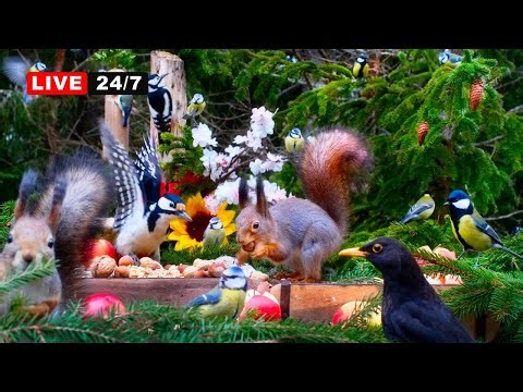 🔴24/7 LIVE CAT TV NO ADS😺 Cheerful Birds and Cutest Squirrels bring Nature Fun for Everyone