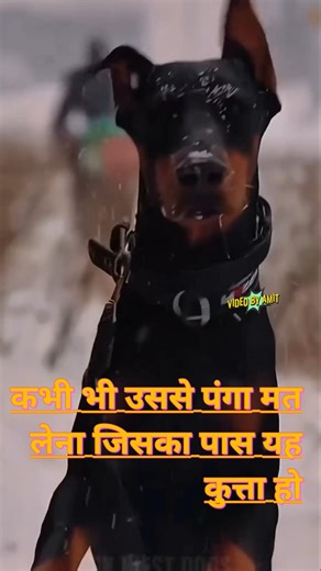 KABHI BHI PANGA PITTBUL | #dog #shorts #pitbullfacts #pitbull #amazingfacts #facts #fact #knowledge