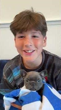 Lilac and Blue Frenchie Puppies #frenchiepuppies #frenchbulldog #frenchiepuppies