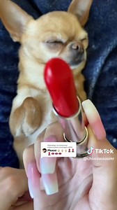 Відповідь користувачу @lauritagarza993 #sleep #chiwawa #asmr