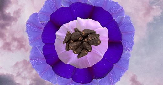 LSA Drug: The Trippy Story Behind the Compound in Morning Glory Plants