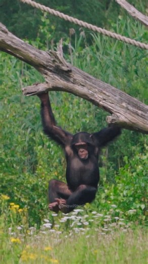 Chimpanzee swinging tree branch #chimpanzee #swing #branch #tree #cute #aw #nature #wildlife HA63788 | HAWI Studios