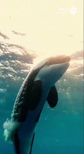 CLASH OF TITANS: Orca vs. Great White Shark! 🐋🦈