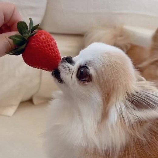 It’s so beautiful 💞❤️ | Chihuahua Lover