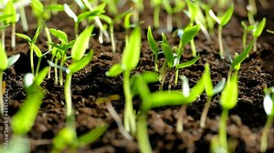 Green shoots germinate and reach for the sun. The beginning of spring.