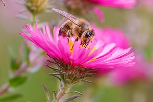 Baltimore Gas and Electric: Services Explained