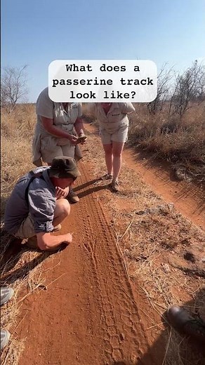 Time to Learn About Bird Tracks!