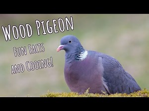 Common Wood Pigeon | Unique Coo and Unusual Eyes!