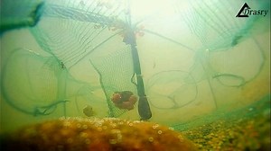 Watch How DRASRY Fishing Traps Catches Bait Fish Minnow Crayfish on Amazon Live