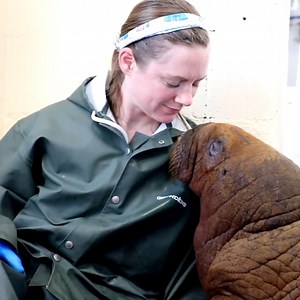 1-month-old walrus receives 24-hour prescription for cuddles