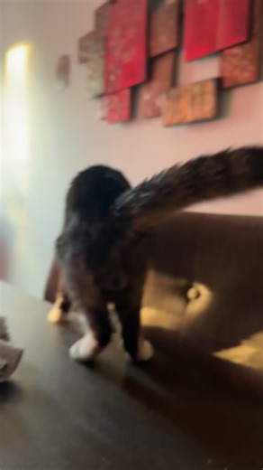 Catnip got us acting up