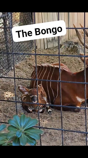 The Bongo, a forest Antelope Houston Zoo #houstonzoo #animallover #fbreels #reelsviral #reels #animalreels #wildanimals #wildlife #wildlifelover #naturelover #viralanimals #godscreation #beautiful #adorable #babybongo #bongo | Vie Perez