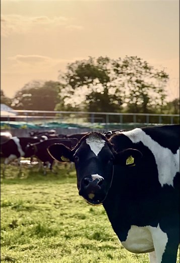Grass Fed Cows: Sustainable Dairy Farming Practices