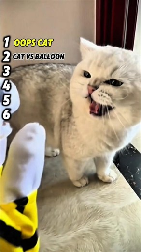 Funny Cats 😂🐱 #shorts #cat #entertainment