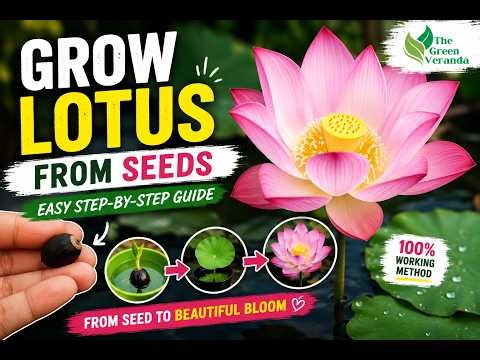 How to Grow Lotus Plant from Seeds at Home 🌸 | Easy Step-by-Step Guide for Beginners