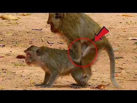 OMG!!! Cute baby monkey Jane sweet love and Tavani!!