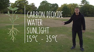 Photosynthesis - How plants work: Video playlist - BBC Bitesize