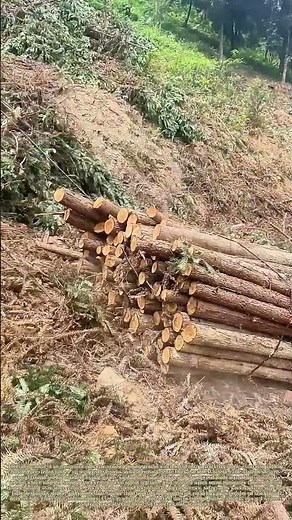 Winching Timber: How Excavator Rope Systems Haul Cut Logs Up Steep Inclined Hillsides