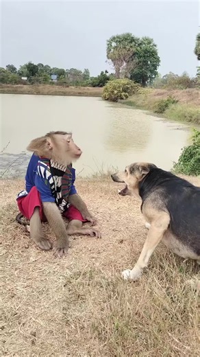 Mr. Monkey and Dog's Hilarious Showdown