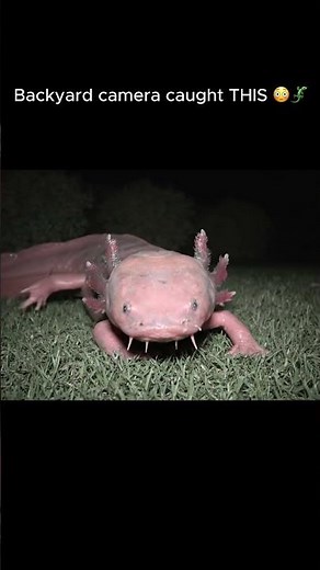 Giant Axolotl Caught on Backyard Camera 😳🦎