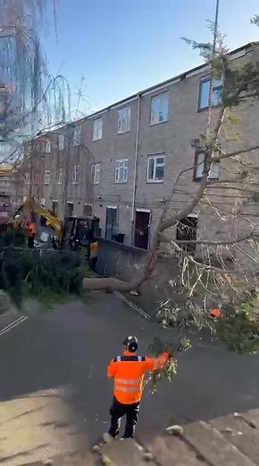 Rose Tree Surgeons - Tree Surgeons & Vegetation Management on Reels