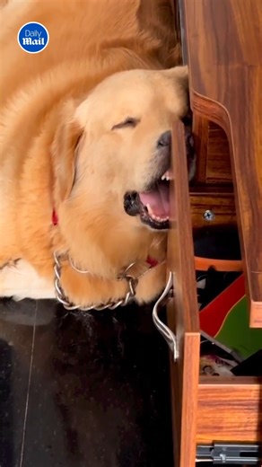 You can't take away his nap 💤 | Daily Mail Video