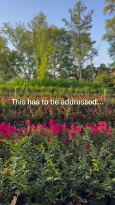 9.5K views · 81 reactions | They grow up so ✨fast✨ What's your favorite tree you've purchased from us? | Fast Growing Trees | Facebook