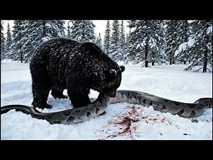 Python vs Bear