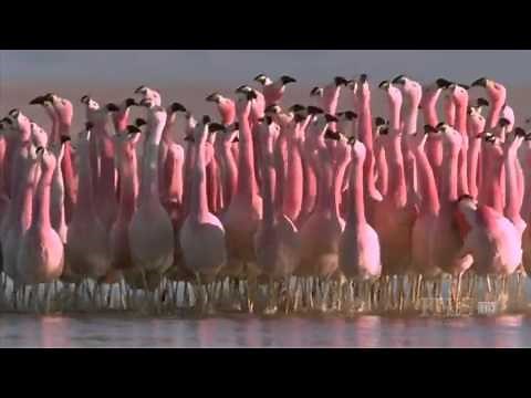Baroque Flamingo Dance.avi