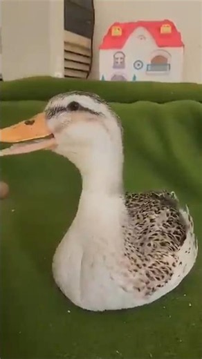 Chicken and duck laughing sounds #funny #shortvideo #comedy # #funny #trending