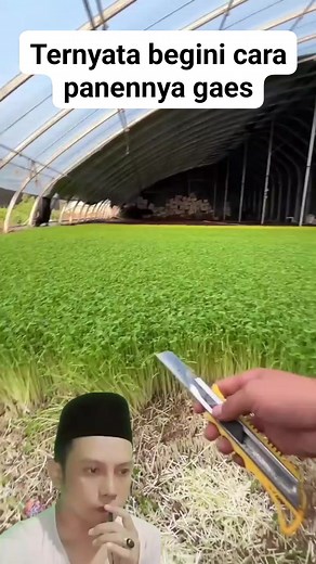 15K views · 61 reactions | Cara panen sayuran #reels #kmd #tutorial | Muhammad Jurjani | Facebook