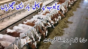 101K views · 3.9K reactions | Australian Friesian Jersey Heifers | Best Breed Heifer | Bachrian Latest Price | Top Class Bachrian #heifersforsale #heifers #heifercalf #heifer #newvideo #jhangjanwarmandi #dairyfarm | Jhang Janwar Mandi | Facebook