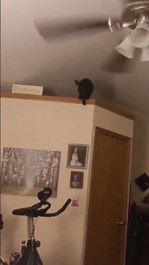 Cat jumps into ceiling fan