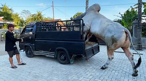 1.3M views · 31K reactions | Gobel sapi terbesar di kandang setia farm pamit - sapi qurban monster | SETIA FARM | Facebook