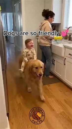 A little baby riding on a dog like a horse 🐎 This is so lovely 😍😍 | Brave Animals Facts