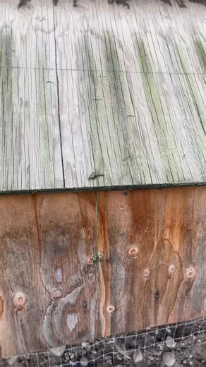 Got more than 1 egg today! And they had a fun day tearing up the inside of their coop #eggtok #eggs #chickensoftiktok #eggcollecting #backyardchickens #messyhens | backyardfamilyfarm