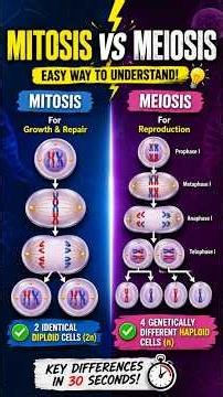 Biology MADE EASY: Mitosis vs Meiosis