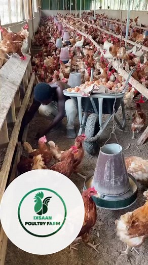 Explore Fresh Poultry at Ixsaan and Ruman Farms