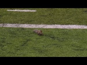 Squirrel scores a touchdown