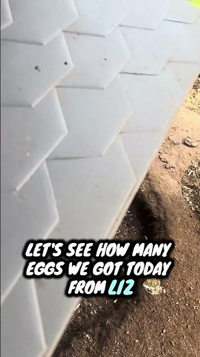 100°F Heatwave Egg Check: Did My Chickens Still Lay?? 🐔🔥 #eggs #moreeggs #bestegg #eggclub #eggday