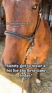 I know it’s a very controversial topic, but I personally think that all horses should know how to be ridden in a bit! (obviously there’s some exceptions) I personally prefer riding in just a halter, but I know there are some disciplines that currently require a bit-and I want to set my horses up to succeed wherever they go! Picture this: I don’t like riding a horse in a bit, so I never do it, I sell that horse telling their new owner (A) that I haven’t taught that and they think it’s fine! Well,